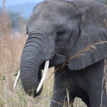 Elefant Tansania